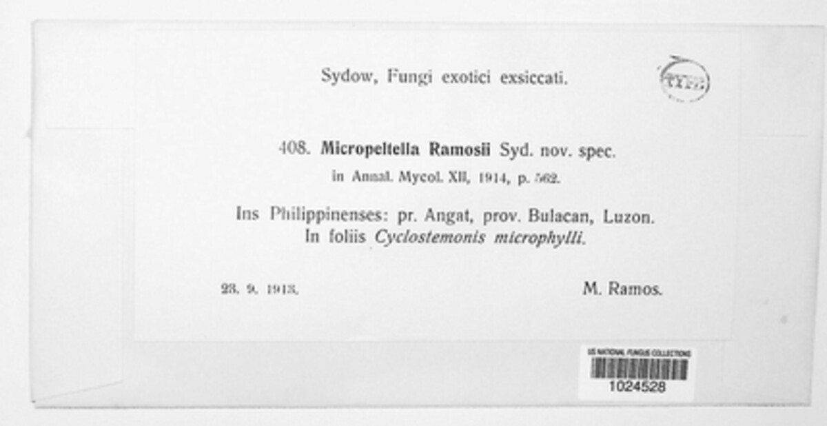 Micropeltella ramosii image